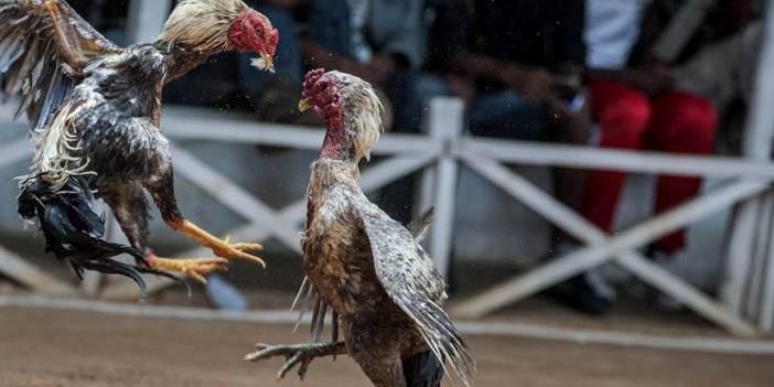 Horoz Dövüştürenlere Ağır Fatura: 2 Kişiye 14.432 Lira Ceza!