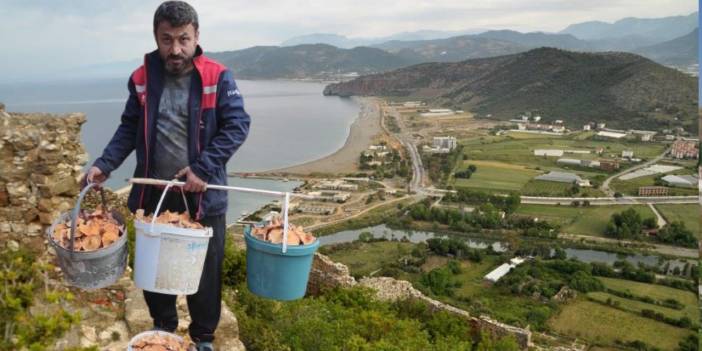 Topladığı Mantarlarla Köşeyi Döndü