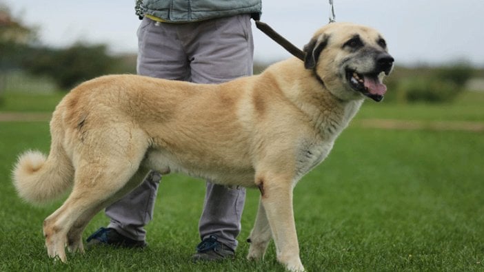 Köpek sevgisi, 200 türü yok olmanın eşiğine getirdi!