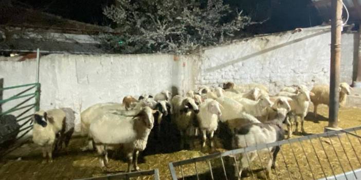 Hırsız Kuzenin Maskesi Düştü! En Yakınının Hayvanlarını Çaldı