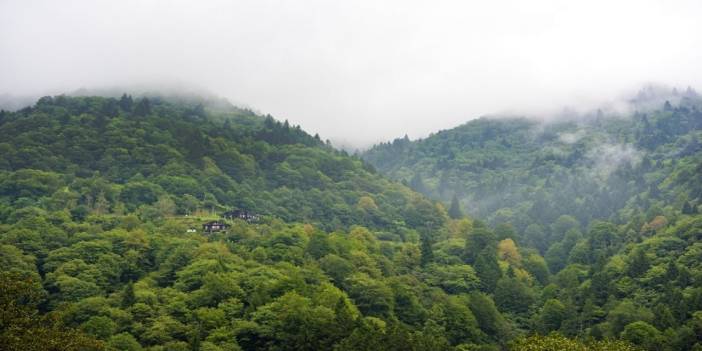 Uzmandan Karadeniz İçin Korkutan Uyarı! Bu Güzellik Yok Olmak Üzere!