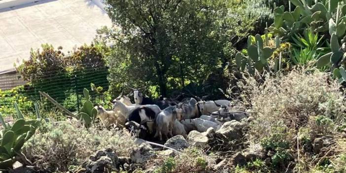 Adayı Ele Geçirdiler: Nüfusun Tam 6 Katı!