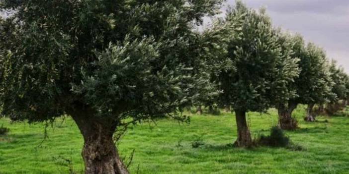 'Zeytin cennetinden' kötü haber: Yarısından fazlası satıldı