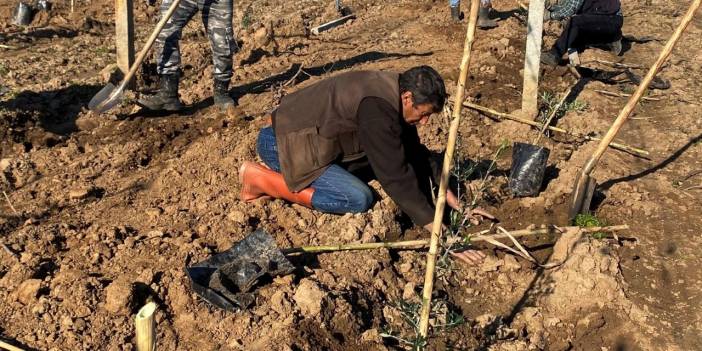 Manisa'da Üreticiyi Canından Bezdirdi: Sökümü Başladı 80 Bin Dekara Kadar Ulaşıldı!