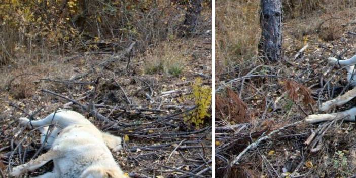 Edirne'de Zehirli Madde Attılar: 3 Çoban Köpeği ve Tilki  Telef Oldu