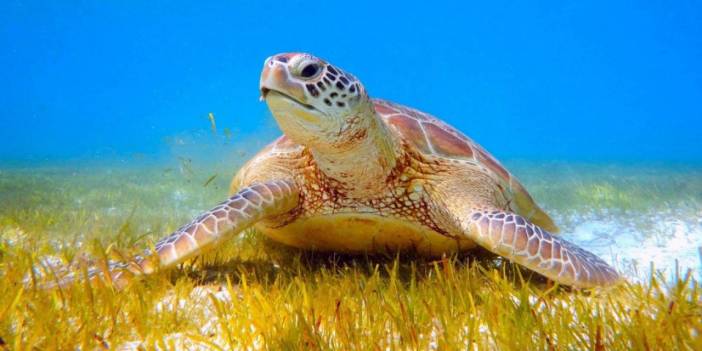 Sezonun İlk Caretta Caretta Yuvası Koruma Altına Alındı