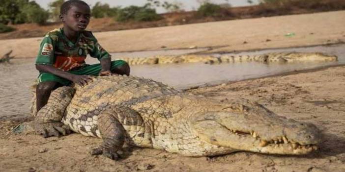 Bu Afrika Köyünde İnsanlar Timsahların Üstüne Oturup  Yatıyorlar