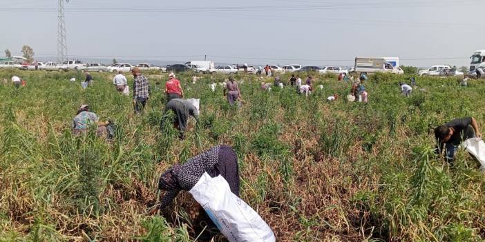 Satamayınca Ücretsiz Vereceğini Açıkladı: Binlerce İnsan 70 Dönüm Tarlaya Koştu