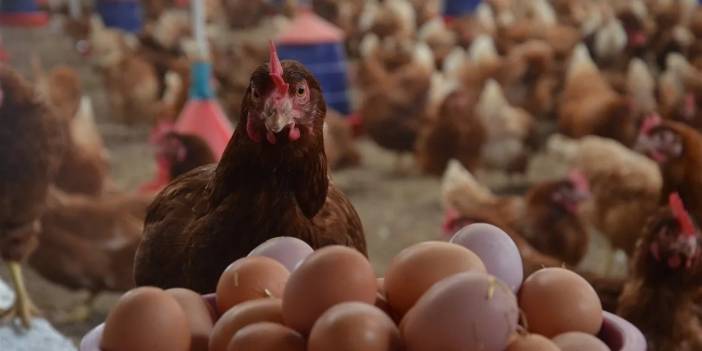 Kuş Gribi Yeniden Patladı: Yumurta Fiyatları Arttı!