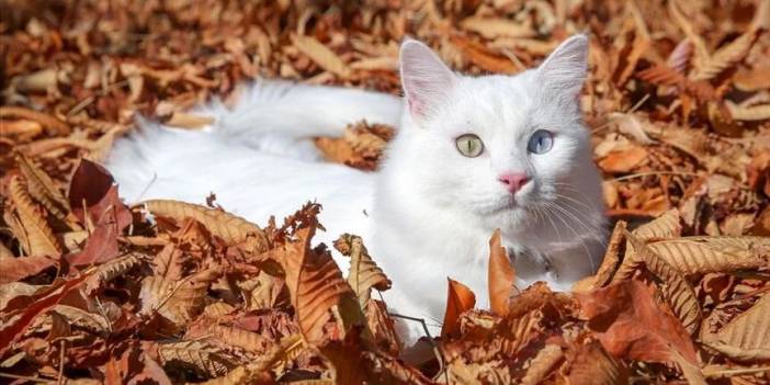 Tokat'ta kedi güzellik yarışması düzenlendi