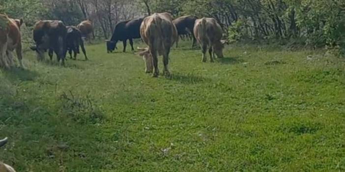 İneklerini Otlatırken Yılan Isırdı