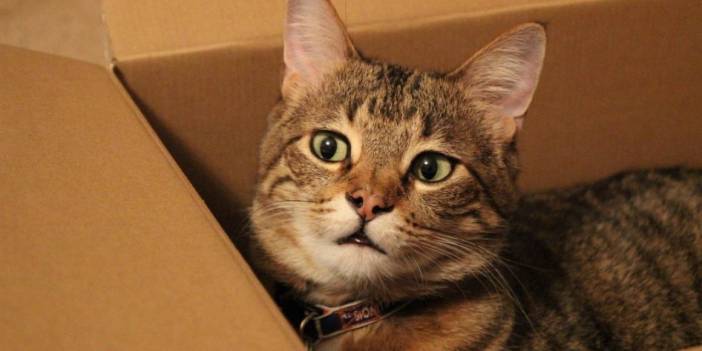 Kedi yanlışlıkla posta yoluyla bir paketle gönderildi, 6 gün susuz ve yiyeceksiz kaldı