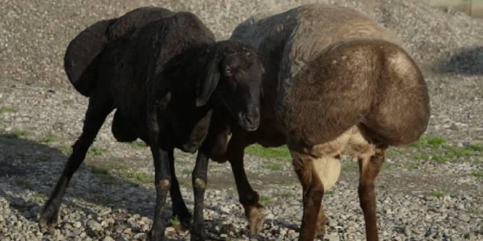 Türkiye'den Tacikistan'a, İklim Değişikliğine Uyum Sağlayabilen Hisar Koyunlarına Büyük Talep