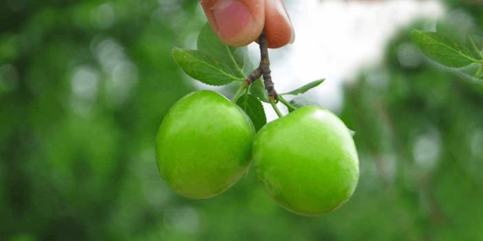 Papaz Eriği Hasadı Başladı: Yeni Sezonun Kilo Fiyatı Dudak Uçuklattı