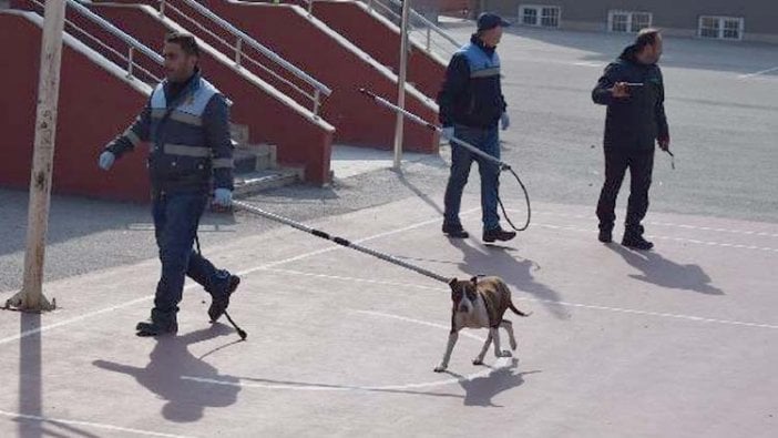 Çorum'da okula giren pitbull öğrencilere saldırdı