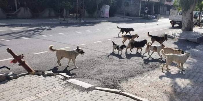 Sosyal Medyanın Konuştuğu Valilik Talimatı: Sokak Köpeklerini En Az Acı Çekecek ve Hızlı Şekilde Öldürün