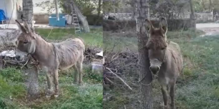 Yolda Yürüyen Kadını Eşek Isırdı