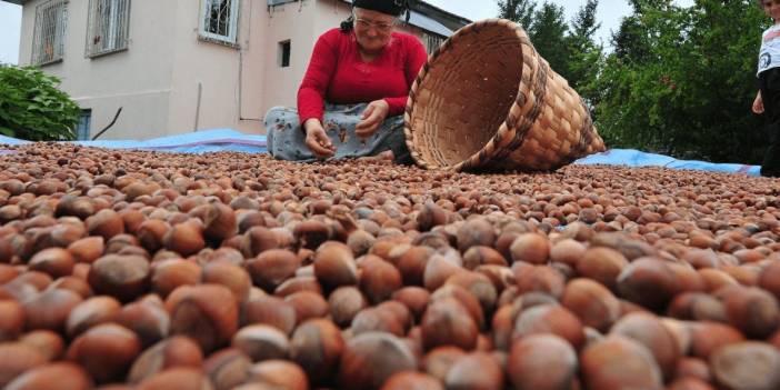 Ticaret Borsalarında Fındık Rüzgarı: 8 Ayda 337 Bin Tonun Üzerinde İşlem Gördü