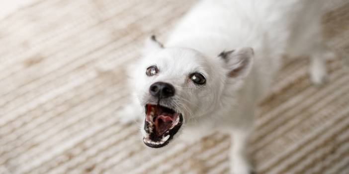 Ünlü Yönetmenin Köpeği Senaristin Parmağını Yedi!