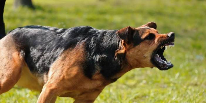 Köpeklerin Psikolojisini Bozdu Diye Önce Ceza Yedi, Sonra Cezası İptal Edildi