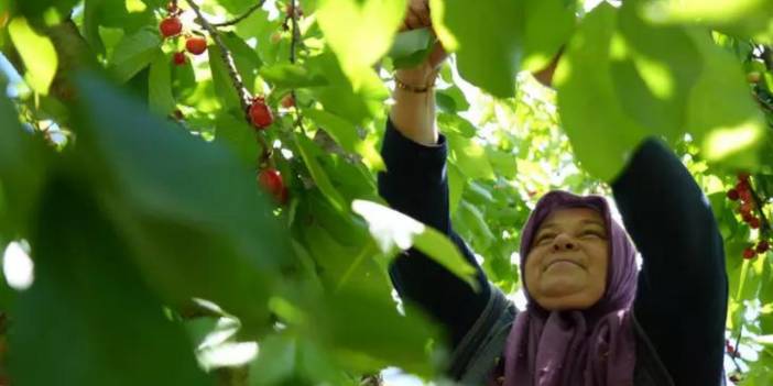 Tarlada Ucuz Markette Pahalı! Üretici 39 TL'ye Satılmasına İsyan Etti