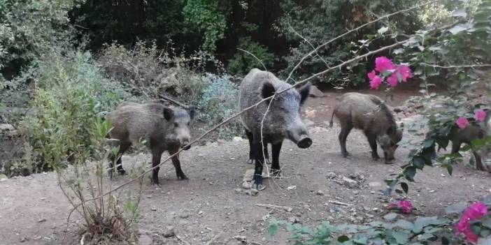 Marmaris'i Yaban Domuzları Sardı: Belediye Harekete Geçti