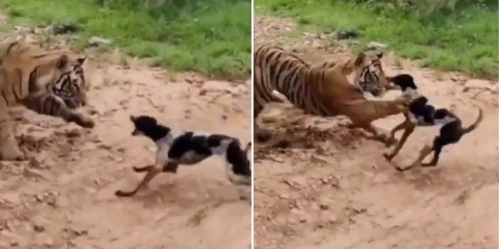 Kaplana kafa tutan köpek hayatının hatasını yaptı! Saniyeler içinde can verdi