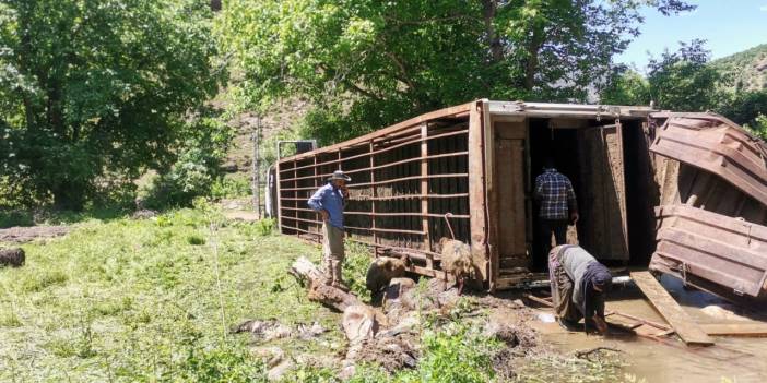 Yola Devrilen TIR'daki Onlarca Koyun Öldü