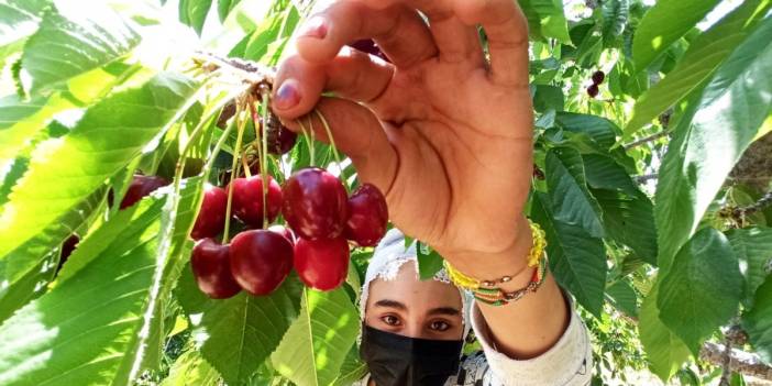 Hasadı başladı. Fiyatı 70 liraya kadar çıkıyor, Ruslar, Balkan Ülkeleri ve Araplar kapış kapış alıyor