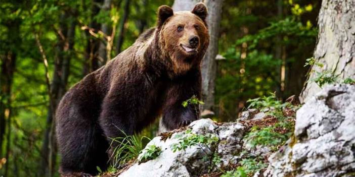 Safranbolu'da Kayaya Tırmanan Ayı Kameraya Yansıdı