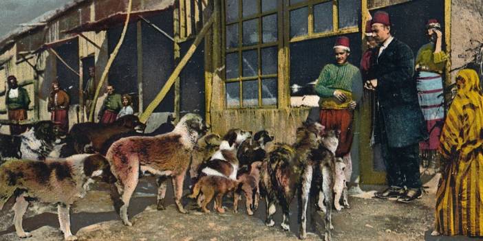 İstanbul'un Sokak Köpeklerinin Tarihi