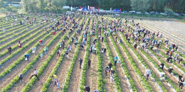 Kocaeli'de Bağışlanacak Çilekler Çalındı