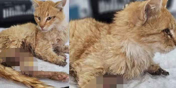 Kayseri'de 3 Ayağı Kesilmiş Halde Bulunan Kedi Öldü