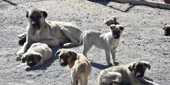 İktidara Yakın A Haber Sızdırdı: İşte Sır Gibi Saklanan Taslak!