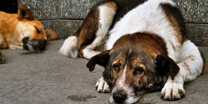 AKP, Köpekleri 'Uyutmakta' Israrcı: Tarih Netleşti!