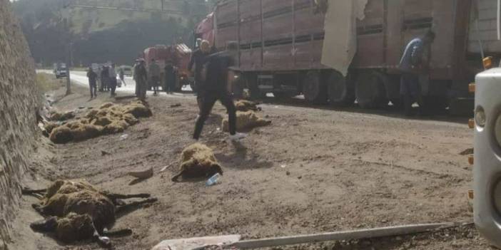 Siirt'te Feci Kaza: Koyun Yüklü TIR Devrildi! 100 Koyun Öldü