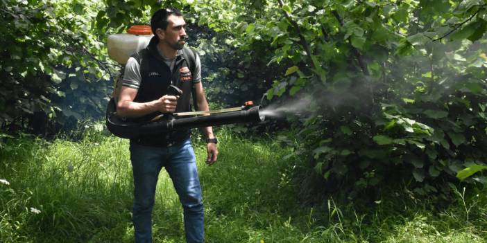 Fındık Üreticileri, Hasat Sezonu Öncesinde Bahçelerini Hazırlıyor!