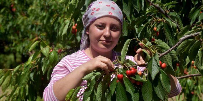 Tadıyla Ünlü Çeribaşı Kirazında Hasat Zamanı