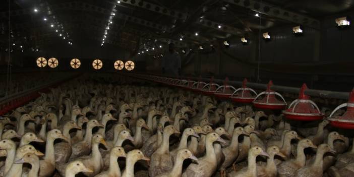 Emeklilik Hayalinden Başarı Hikayesine: Adana'da Her Şey Hobi Olarak Başladı