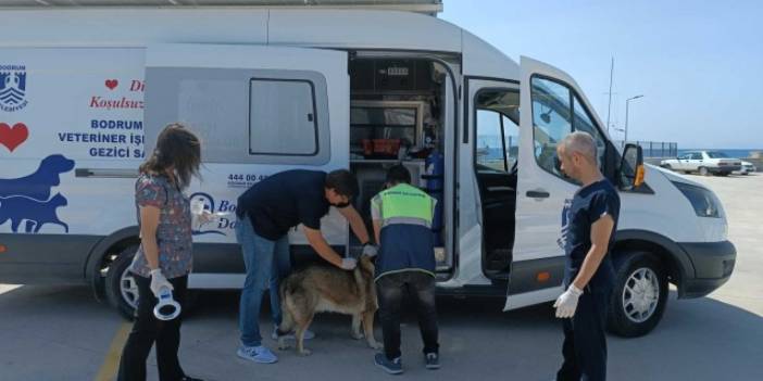 Bodrum Belediyesi'nden 3 Bin 738 Sokak Hayvanına Destek