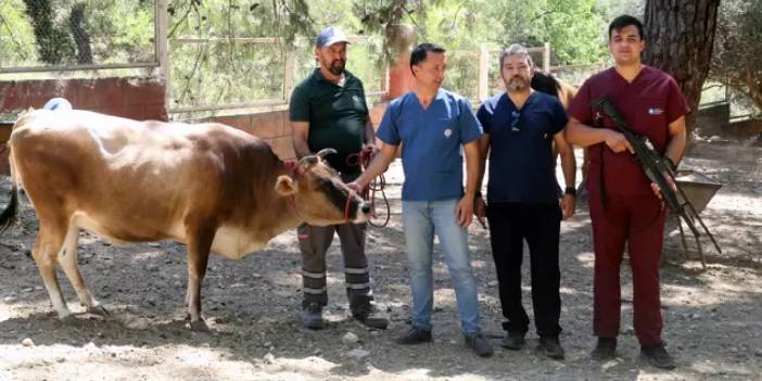 Kaçan Kurbanlıklara Son, Antalya Büyükşehir Belediyesi'nden 'Kurban Yakalama Timi'