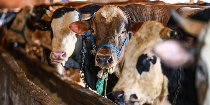 Kurbanlıklar Besicilerin Elinde Kaldı: Bakanlığa Çağrıda Bulundular