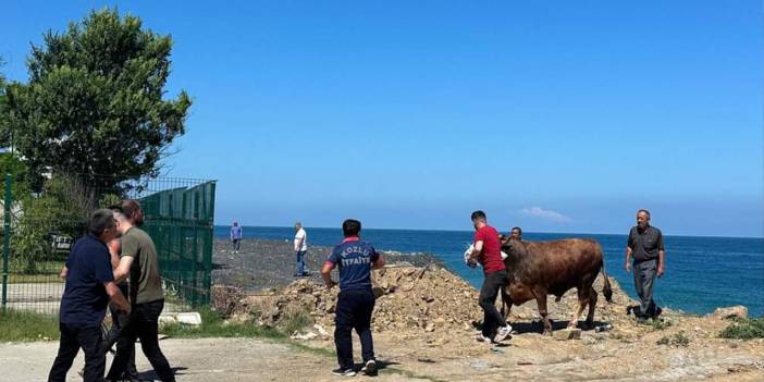 Kurbanlık Boğa Denize Kaçtı! Dalgalar Geri Getirdi