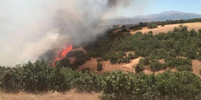 Bingöl'de Ormanlık Arazi Kül Oldu