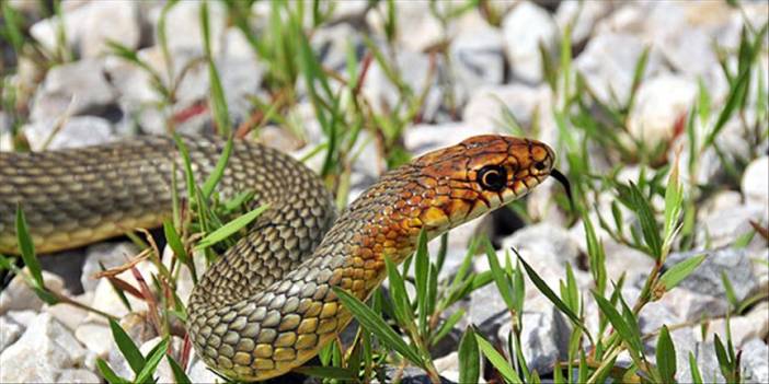 Yılanların Akreplerin Uzak Durduğu Renk Ortaya Çıktı