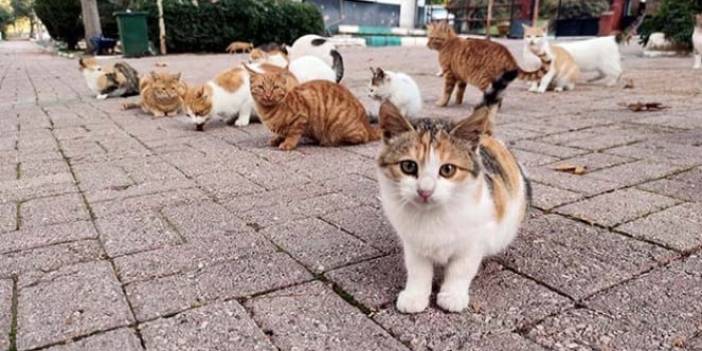 Türkiye'nin Kedi Aşkı Dünya Gündeminde! Yeni Turizm Elçisi Olarak Kabul Ediliyor