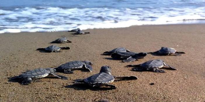 İztuzu Sahili'nde Caretta Carettaların Yuvası 700'e Ulaştı!