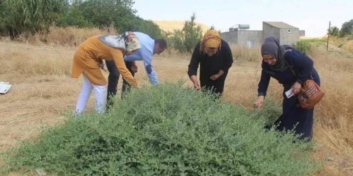 Doğada Kendi Kendine Yetişiyor, Faydası Saymakla Bitmiyor! Bir Şehrin Geçim Kaynağı Oldu