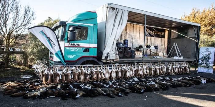 "Kedi Avı" Yarışması Düzenlendi! 370 Yabani Kedi Öldürüldü