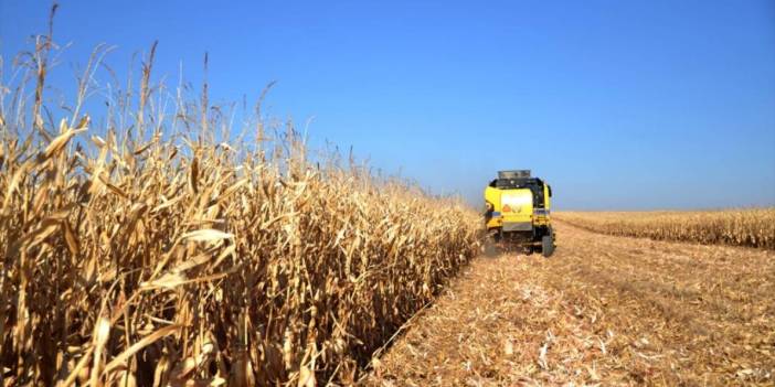 Ekmeklik buğday çeşidi "İkonya" verimiyle öne çıkıyor